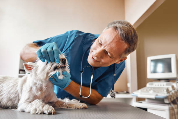 Best Root Canal Emergency Dentist  in Blue Island, IL